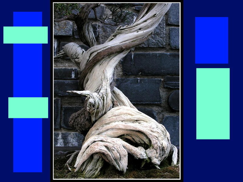 Twisted Tree Trunk