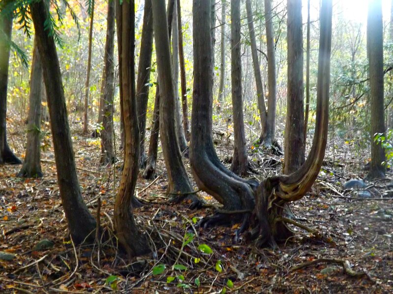 Twisted Tree Trunks