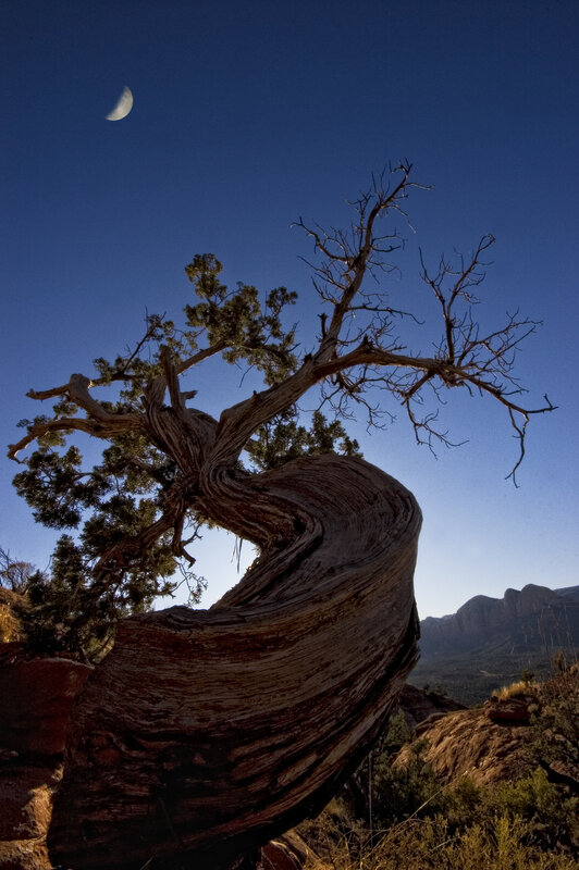Twisted tree under crescent moon