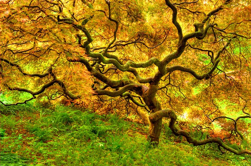 Twisted Tree with Autumn Leaves — Green