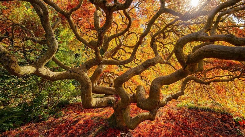 Twisted Tree with Autumn Leaves — Orange, Serene