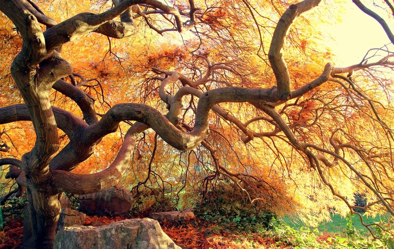 Twisted Tree with Autumn Leaves — Orange