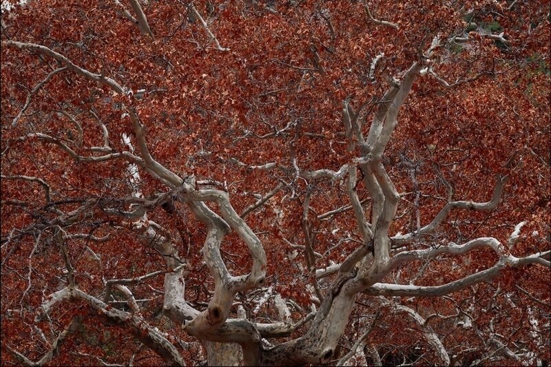 Twisted tree with autumn leaves