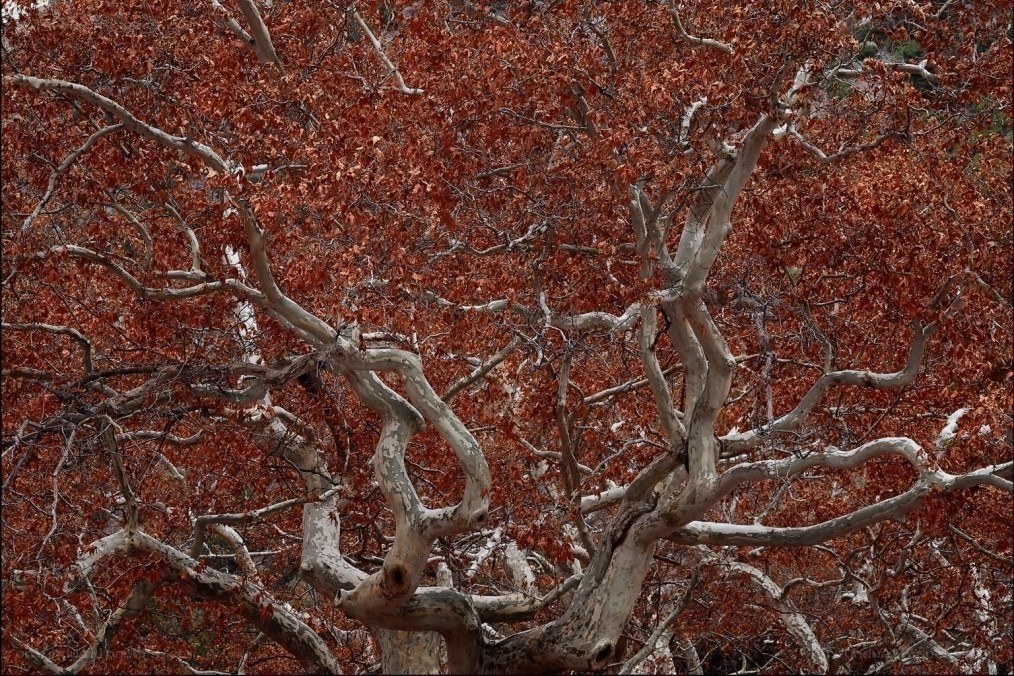 Twisted tree with autumn leaves
