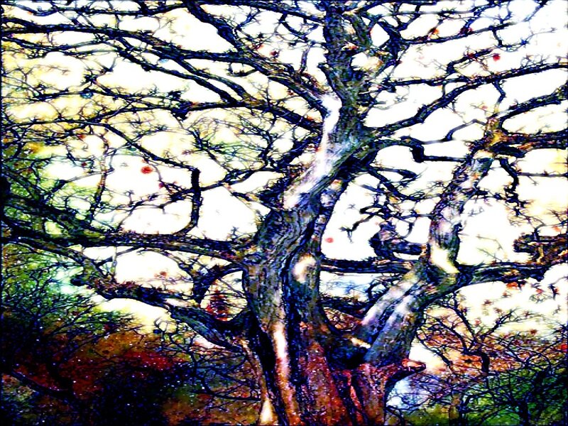 Twisted Tree with Bare Branches