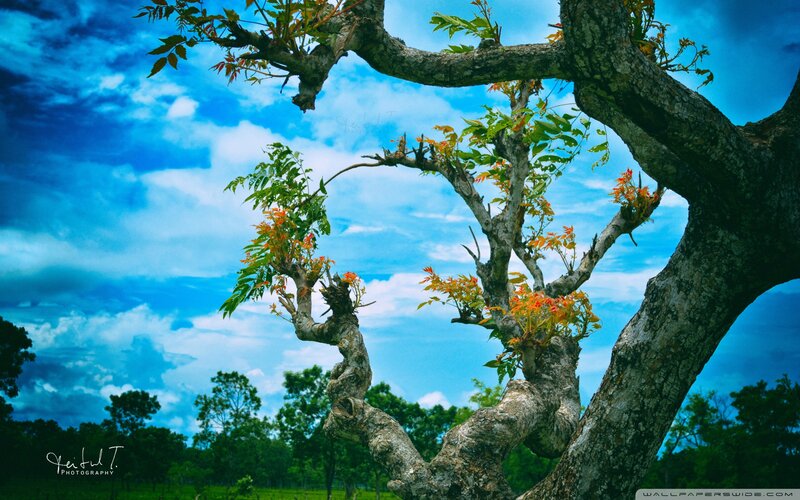 Twisted Tree with Flowers