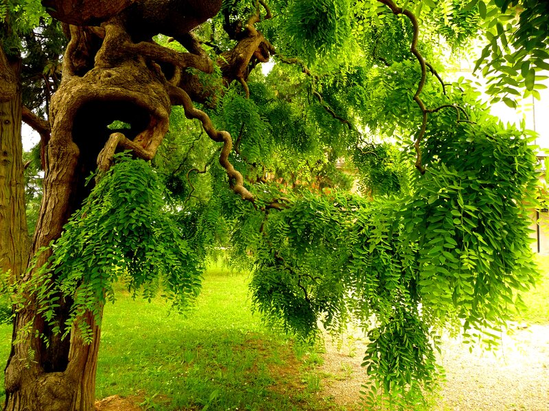 Twisted Tree with Green Leaves — Serene