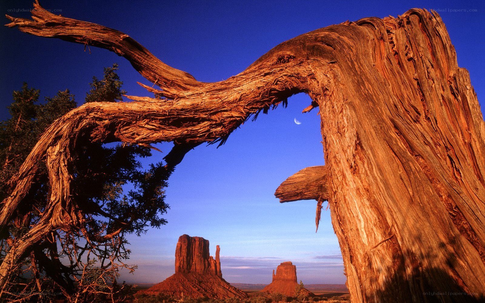 Twisted tree with moon and buttes