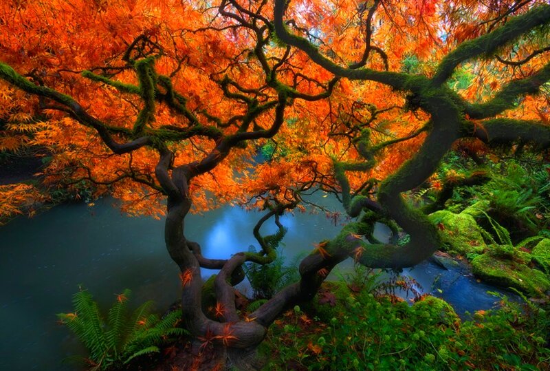 Twisted Tree with Orange Leaves