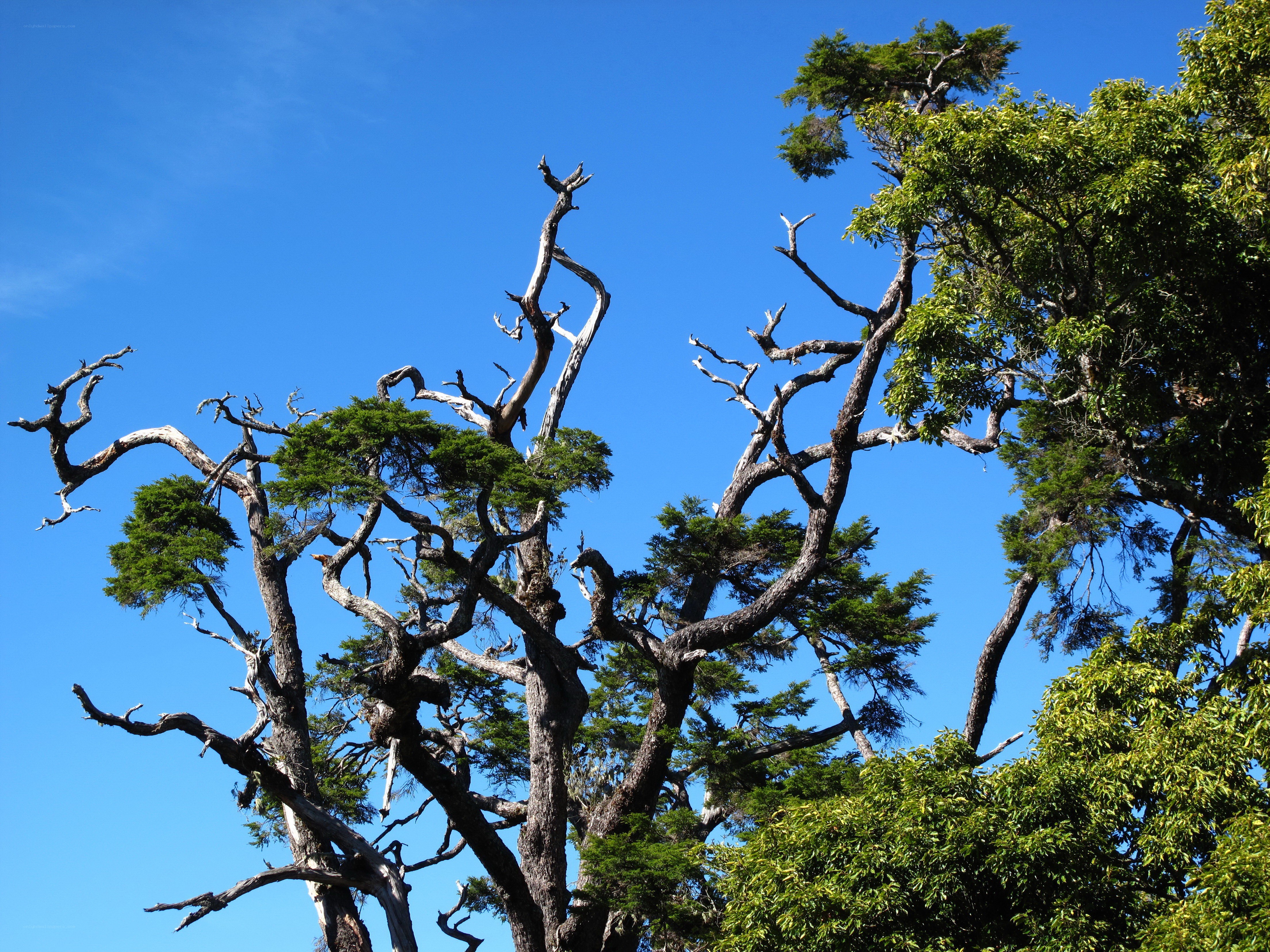 Twisted trees against blue sky