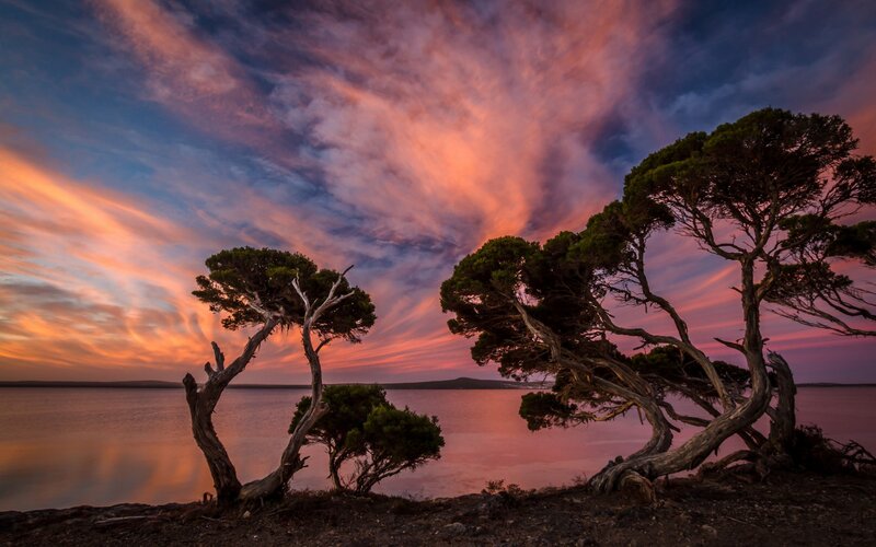 Twisted Trees at Sunset — Pink