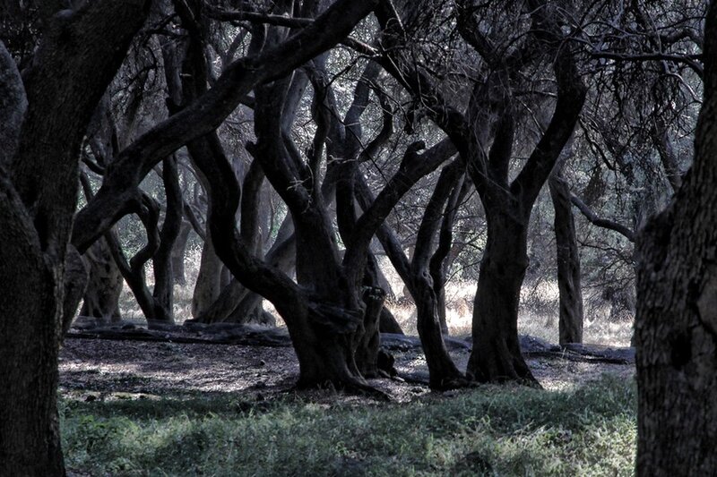 Twisted trees in a dark forest