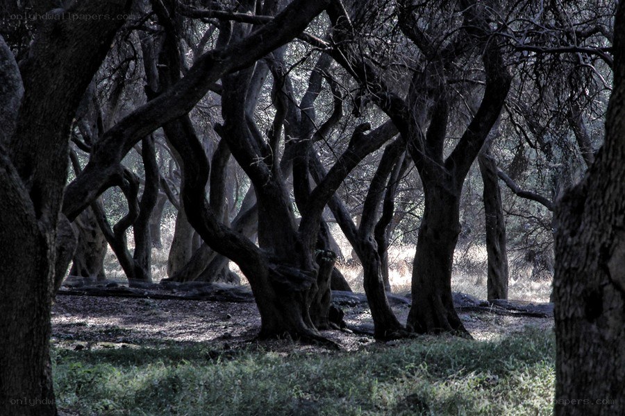 Twisted trees in a dark forest