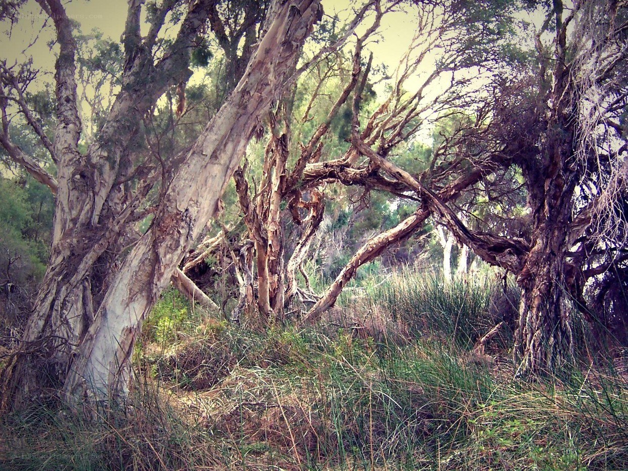 Twisted trees in a forest