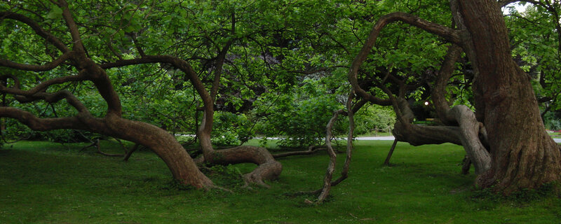 Twisted trees in a park