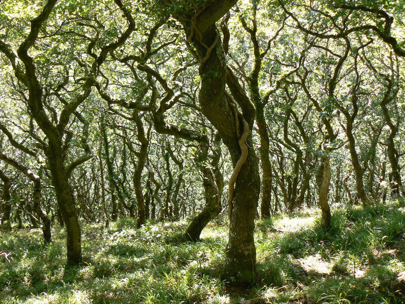 Twisted trees in a sunlit forest