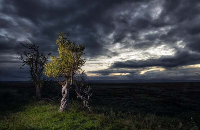 Twisted Trees in Field