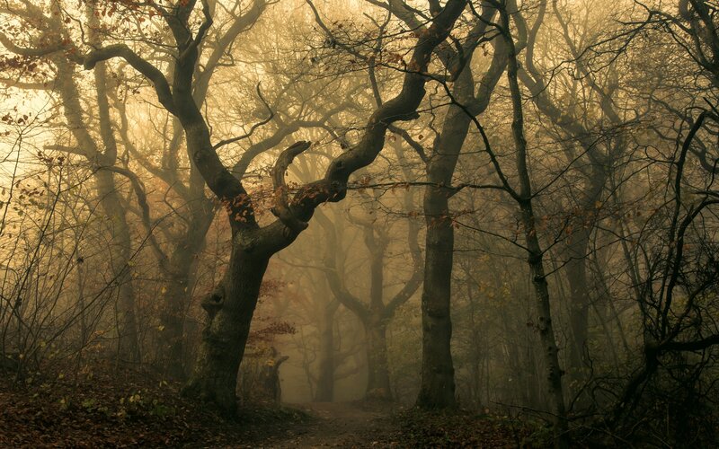 Twisted Trees in Fog — Brown