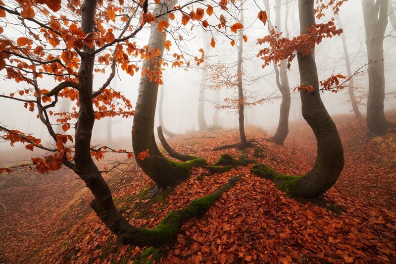 Twisted Trees in Fog