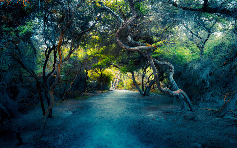 Twisted Trees in Forest — Blue