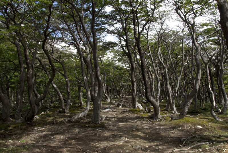 Twisted Trees in Forest