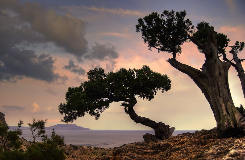 Twisted Trees on Cliff