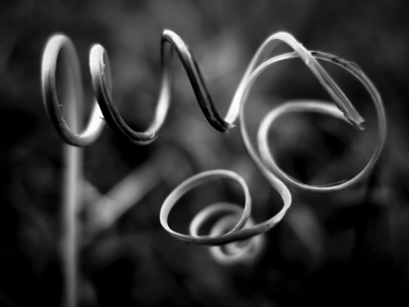 Twisted vine in black and white