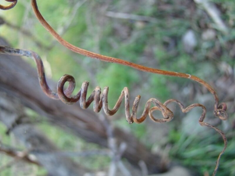 twisted vine in nature