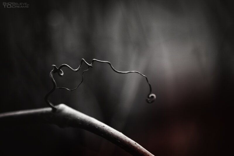 Twisted vine on a branch
