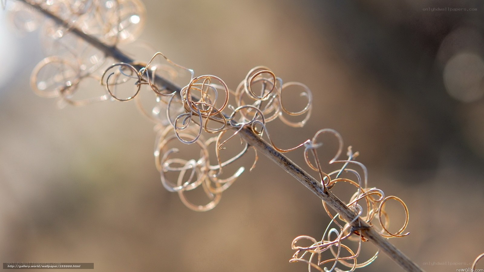 Twisted vine tendrils