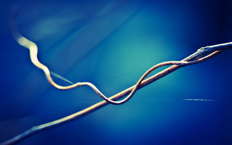 Twisted vines against blue background