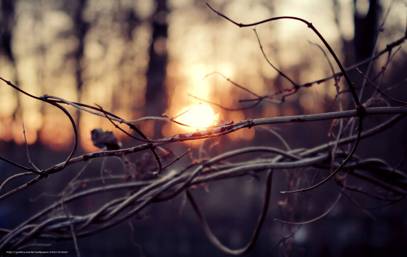Twisted Vines at Sunset