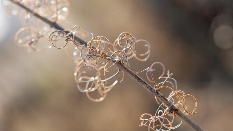 Twisted vines on a branch