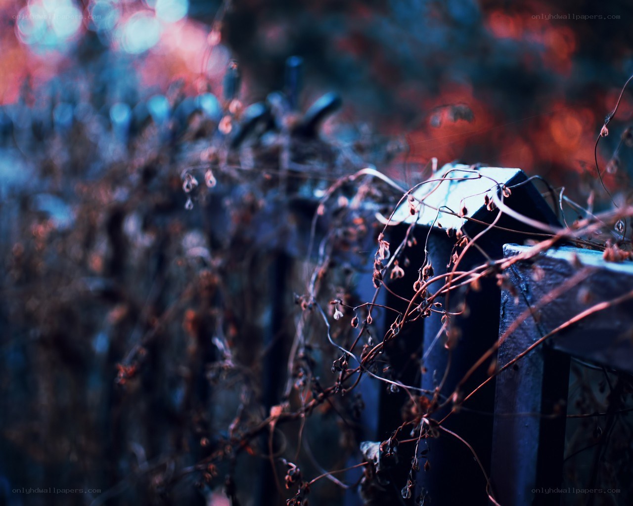 Twisted vines on a dark fence