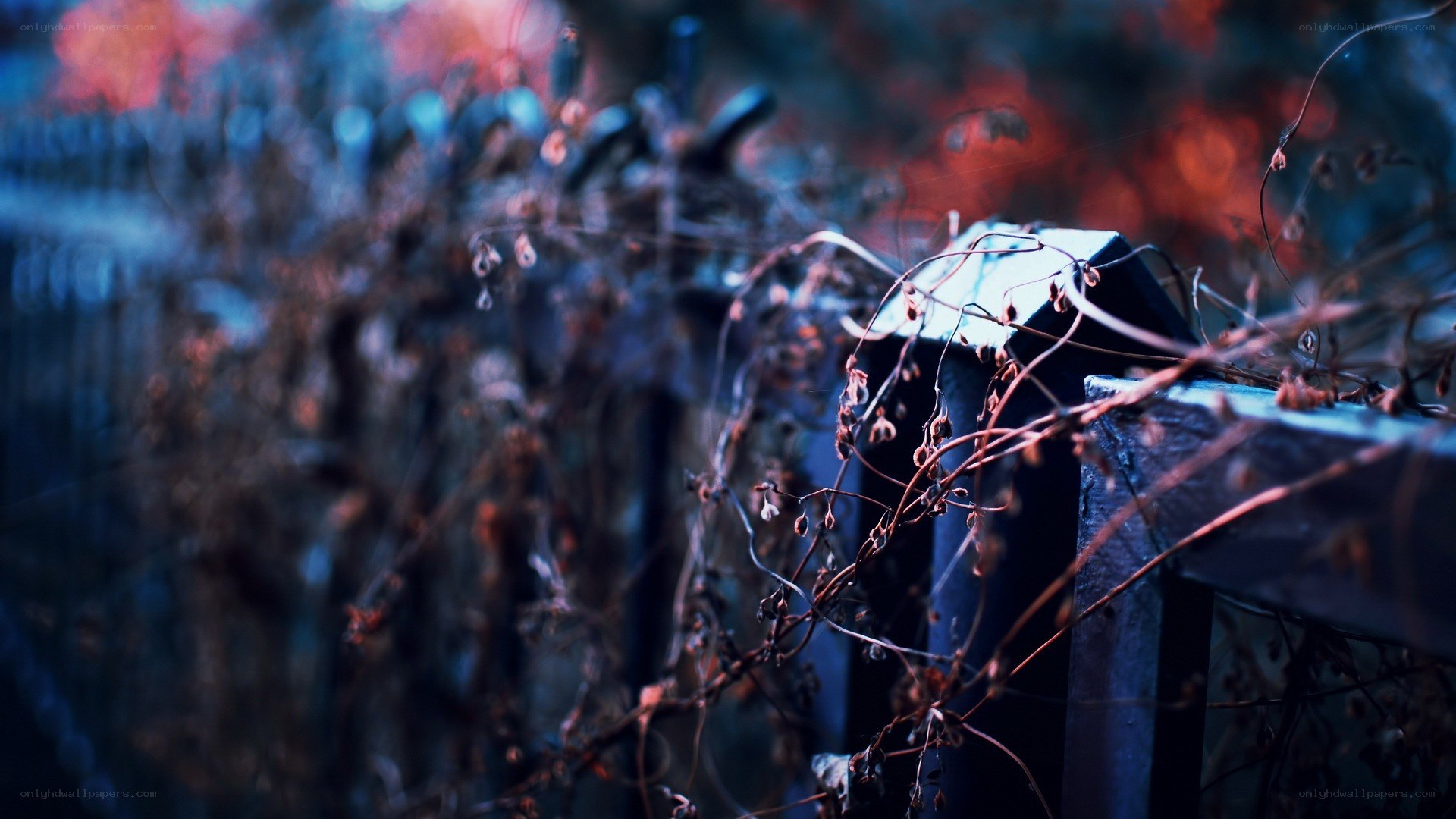 Twisted vines on a dark fence