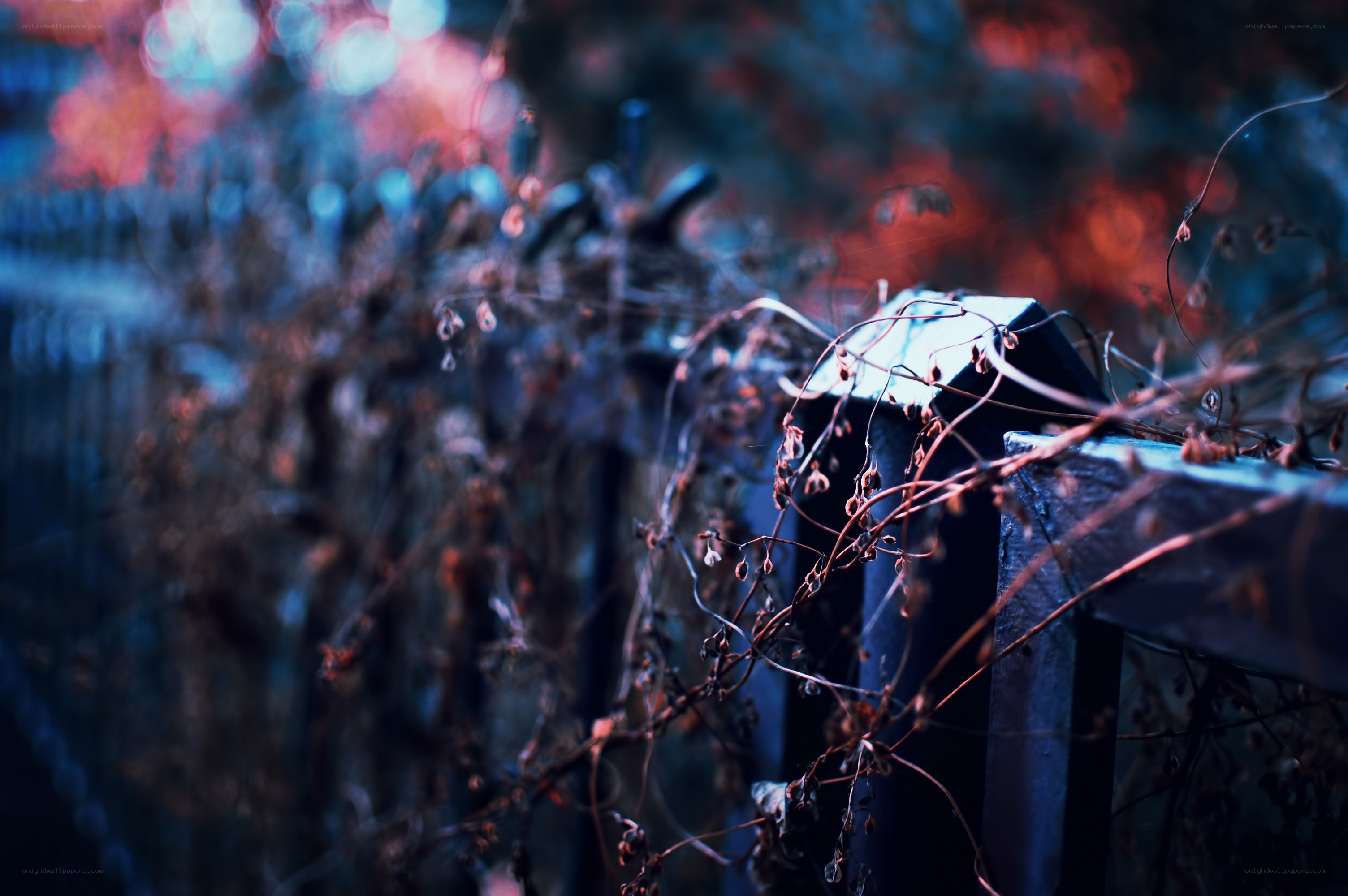 Twisted vines on a fence
