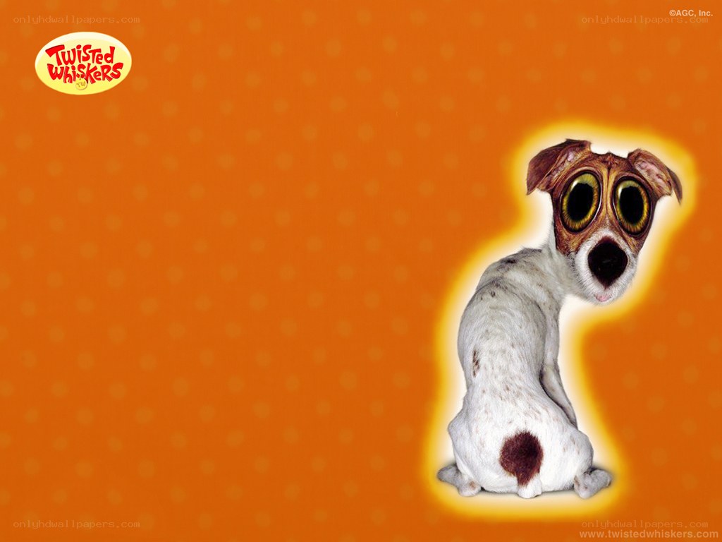 Twisted Whiskers dog wallpaper