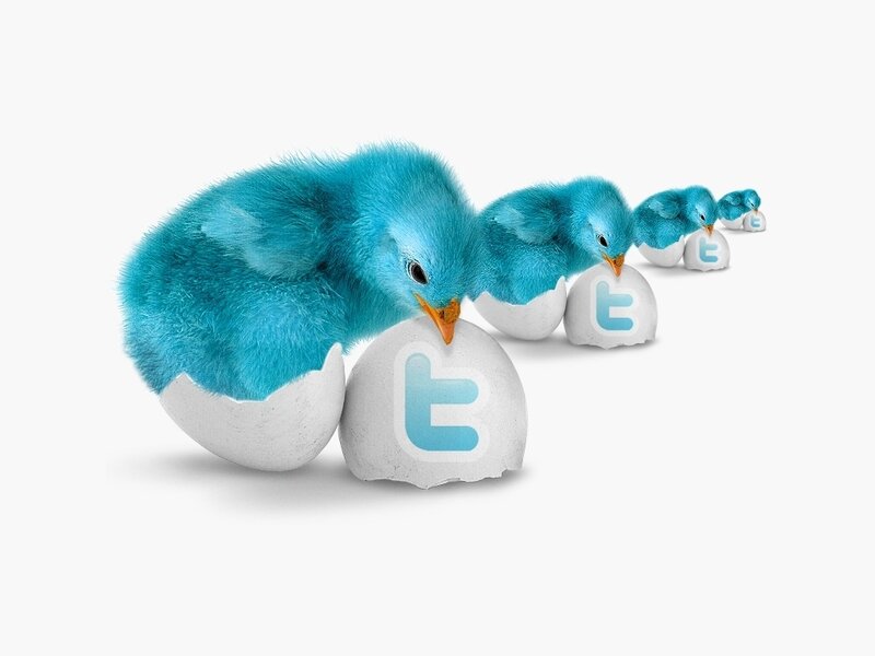 Twitter chicks hatching from eggs