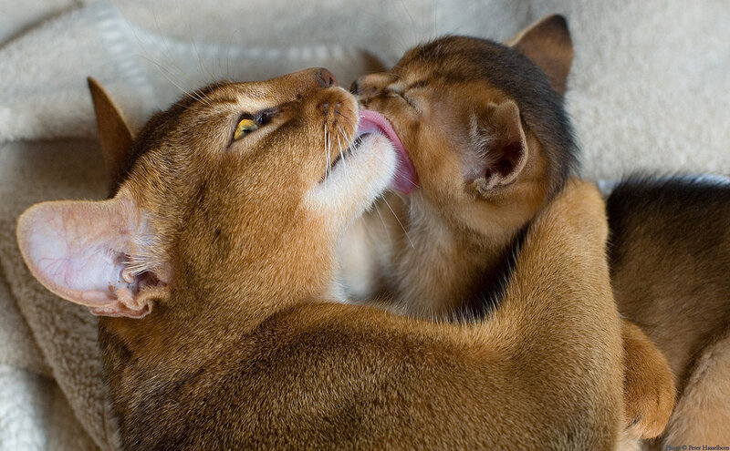 Two Abyssinian Cats — Brown