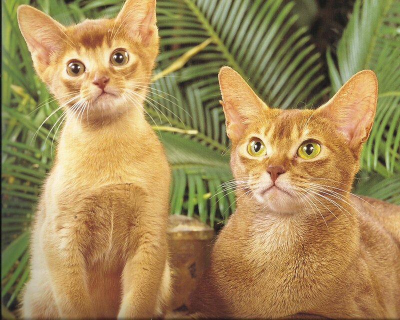 Two Abyssinian Cats