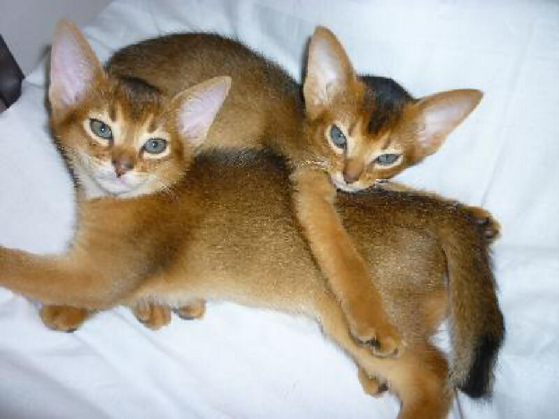 Two Abyssinian Kittens — Brown, Calm, Photograph