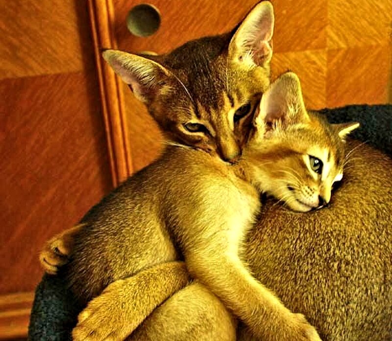 Two Abyssinian Kittens — Brown, Calm, Photograph, Wooden Surface