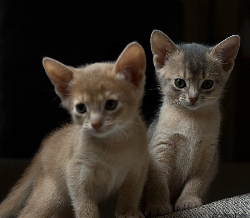 Two Abyssinian Kittens — Brown, Calm