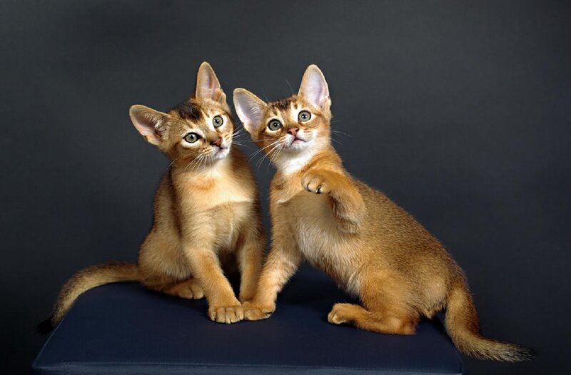 Two Abyssinian Kittens — Brown