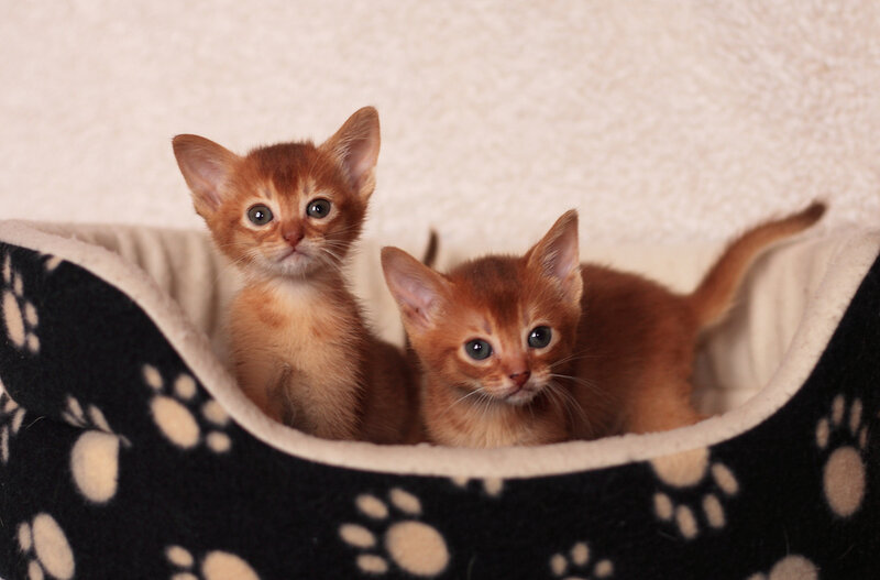 Two Abyssinian Kittens