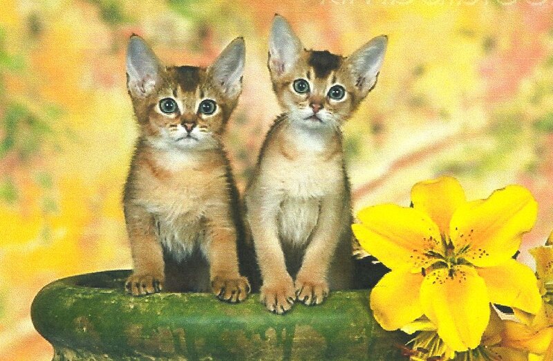 Two Abyssinian Kittens — Yellow