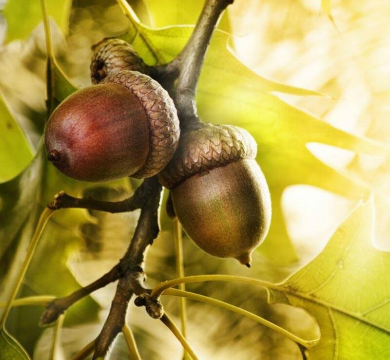 Two Acorns on a Branch
