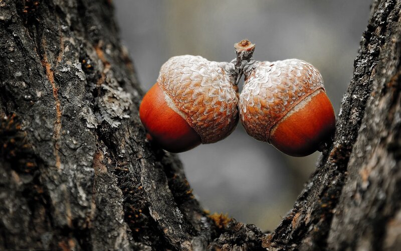 Two acorns on a tree branch