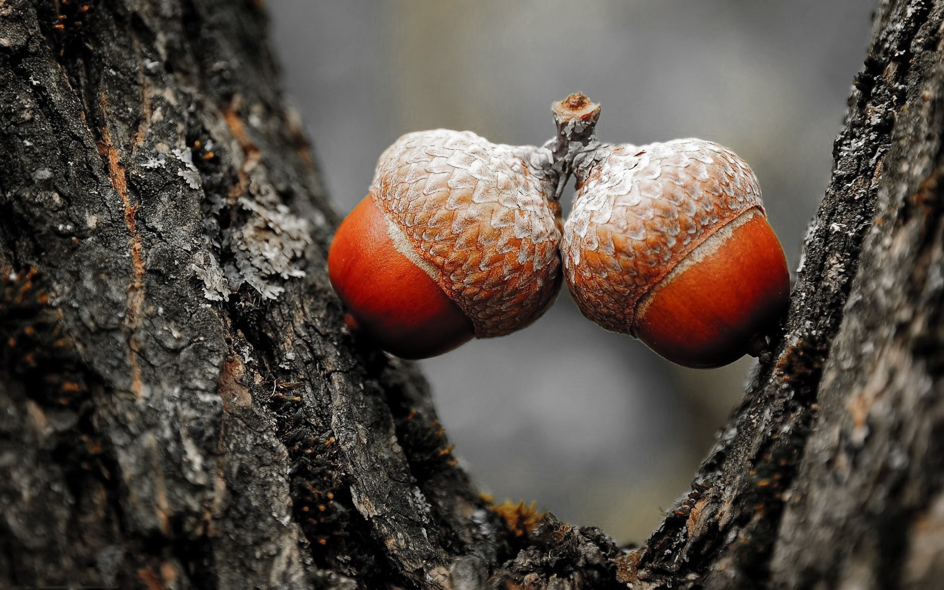 Two acorns on a tree branch