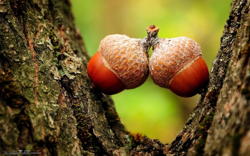 Two acorns on a tree branch